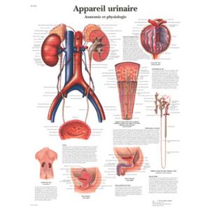 Planche anatomique Appareil urinaire, Anatomie et physiologie VR2514UU