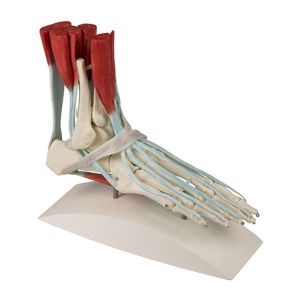 Squelette du pied avec ligaments Erler Zimmer 6052