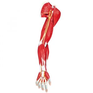 Muscles du bras humain, 7 parties Erler Zimmer