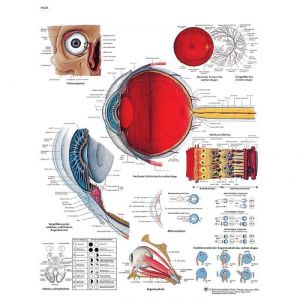 Planche anatomique de L'œil humain VR2226L 3B Scientific