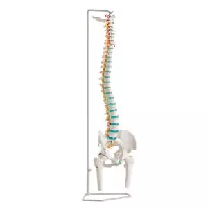 Colonne vertébrale avec moignons fémoraux Erler Zimmer