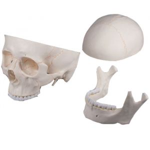 Modèle de crâne avec représentation des sutures, 3 parties Erler Zimmer