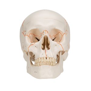 Crâne classique avec représentation des sutures A21