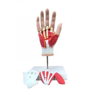 Modèle anatomique de la main en 4 parties