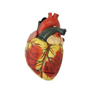 Modèle de coeur agrandi en 3 parties