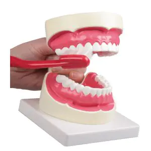 Modèle de soins dentaires agrandi 1,5 fois Erler Zimmer