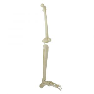 Modèle de squelette de jambe gauche Mediprem 