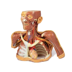 Modèle anatomique de tête, cou et épaule avec angiosomes Erler Zimmer