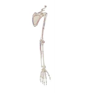 Squelette de bras avec ceinture scapulaire et marquage musculaire 6021 Erler Zimmer