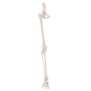 Squelette de jambe avec la moitié du bassin Erler Zimmer