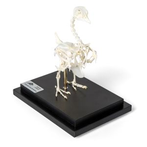 Squelette de pigeon (Columba livia domestica), modèle préparé 1020982