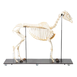 Squelette de cheval (Equus ferus caballus), mâle - T30014