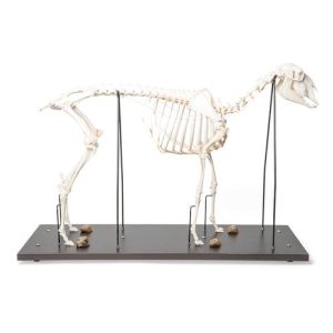 Squelette de mouton (Ovis aries), femelle, modèle préparé - 1021024