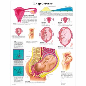 Planche anatomique La grossesse VR2554UU