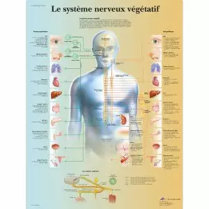 Planche anatomique du système nerveux végétatif VR2610L