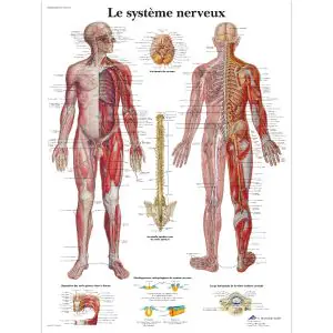 Dr. No Modèle anatomique du coeur