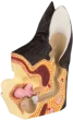 Modèle anatomique de l'oreille canine