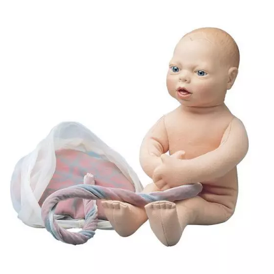 Modèle de foetus W43038