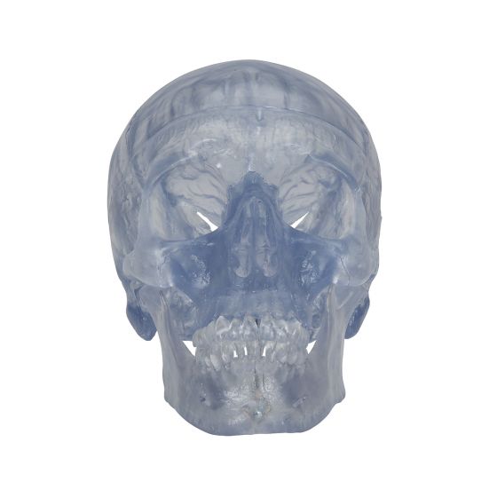 Crâne transparent, en 3 parties A20/T