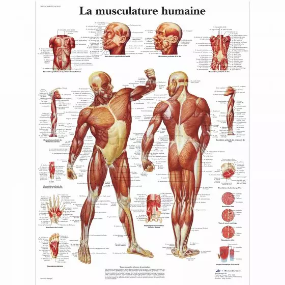 Planche anatomique de la musculature humaine VR2118L