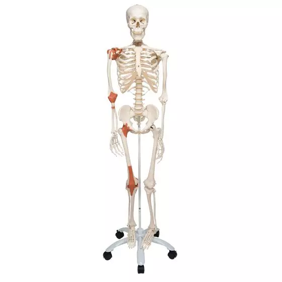 Léo, le squelette avec ligaments A12