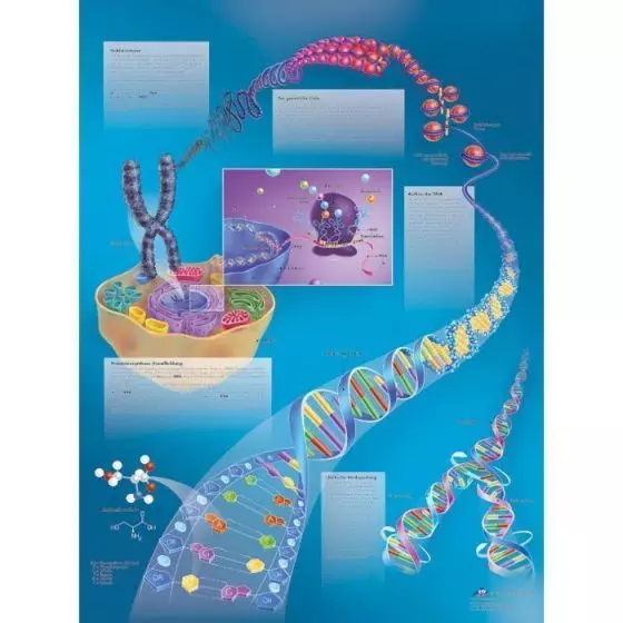 L'ADN - le genotype humain VR2670L