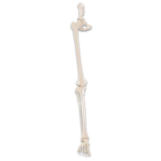 Squelette de jambe avec une moitié du pelvis et pied flexible Erler Zimmer