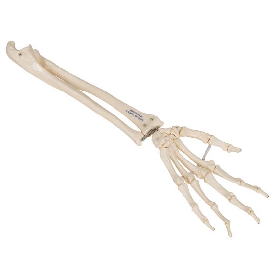 Squelette de la main avec radius et ulna A40/3R 3B Scientific