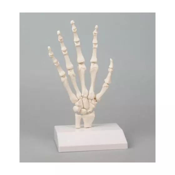 Squelette de la main humaine flexible Erler Zimmer