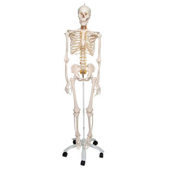 Squelette flexible Fred, sur support à 5 roulettes A15