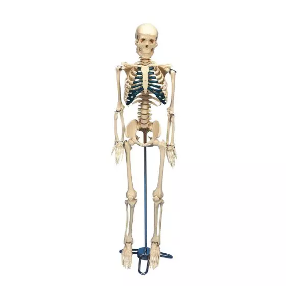 Squelette pour le bureau W33000