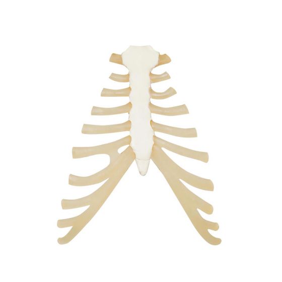 Sternum avec cartilage de la côte  A69