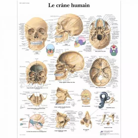 Planche anatomique Le crâne humain VR2131L