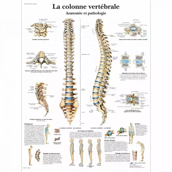 Planche anatomique La colonne vertébrale, Anatomie et pathologie VR2152L