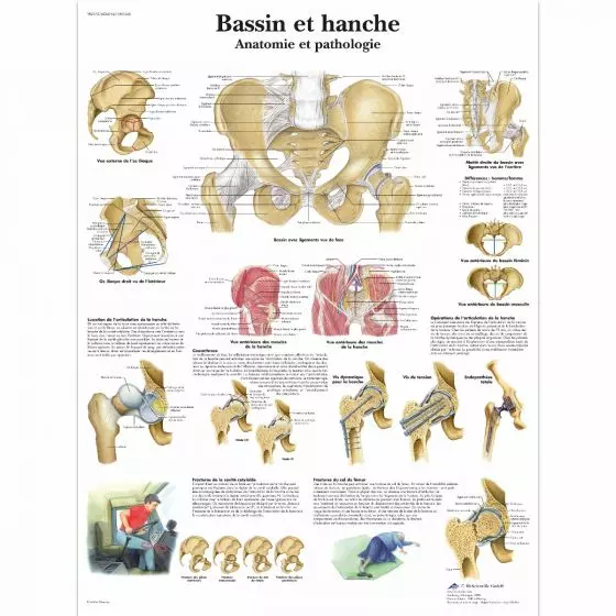 Planche anatomique Bassin et hanche - Anatomie et pathologie VR2172UU