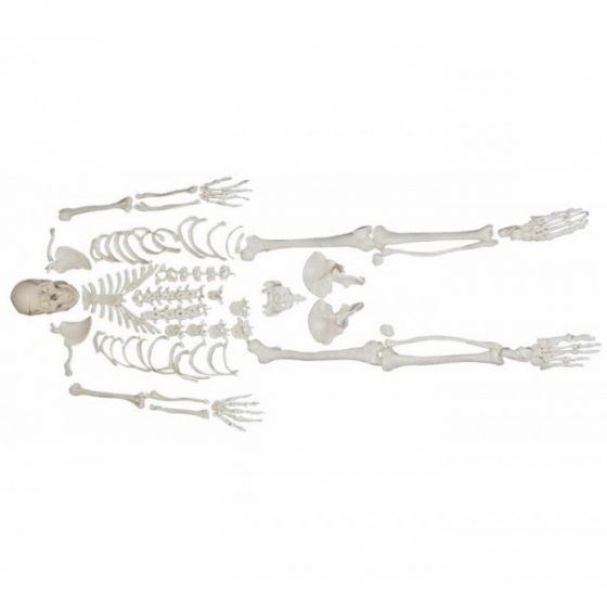 Modèle de squelette humain démonté Mediprem