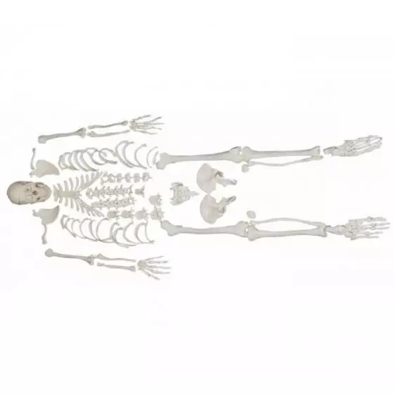 Modèle de squelette humain démonté Mediprem