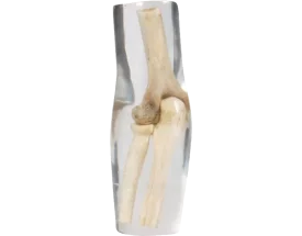 Fantôme radiographique du coude Erler Zimmer