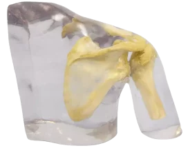 Fantôme radiographique de l'épaule Erler Zimmer