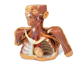 Modèle anatomique de tête, cou et épaule avec angiosomes Erler Zimmer