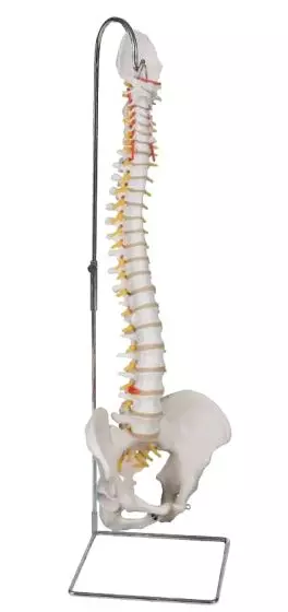 Colonne vertébrale flexible avec support