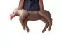 Mannequin RCR canin Erler Zimmer CooPeR
