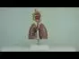 Système respiratoire humain G216 Erler Zimmer