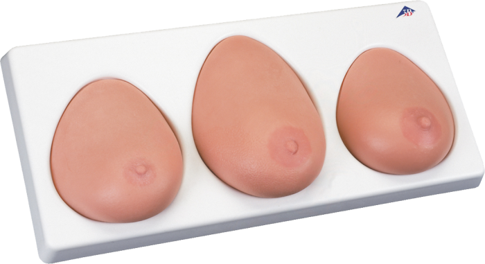 Modèle de palpation mammaire, trois seins sur un socle L55