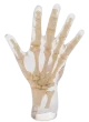 Fantôme radiographique de la main Erler Zimmer