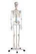Squelette humain Oscar 2960 Erler Zimmer