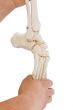 Modèle de squelette du pied avec début de tibia et péroné, souple 6056 Erler Zimmer