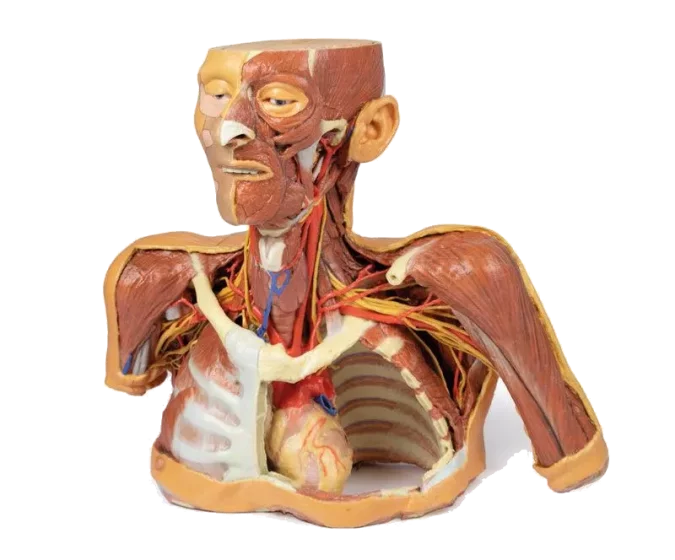 Modèle anatomique de tête, cou et épaule avec angiosomes Erler Zimmer