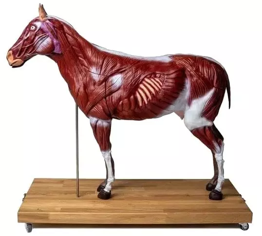 Modèle de cheval 1/3 grandeur nature Erler Zimmer