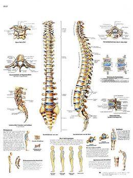 Planche anatomique La colonne vertébrale, Anatomie et pathologie VR2152UU